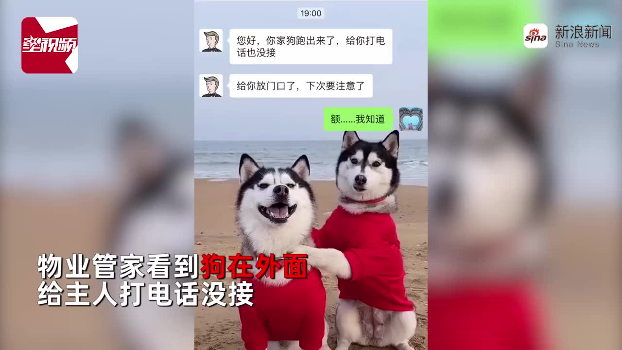 金毛老老实实吃狗粮,二哈不走寻常路,还吃到了肉罐头