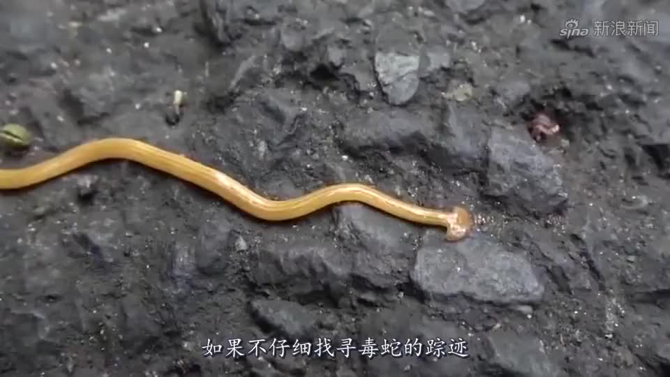 最"憋屈"的眼镜蛇,被公鸡各种捉弄羞辱,最后当"虫子"吃了?