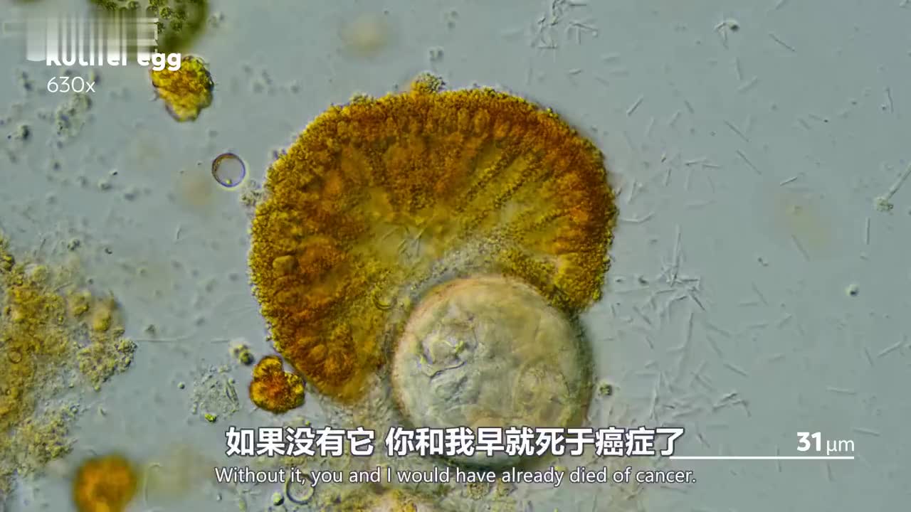 印度各地发现240种变异新冠病毒 印卫生官员:打过疫苗可能也没用