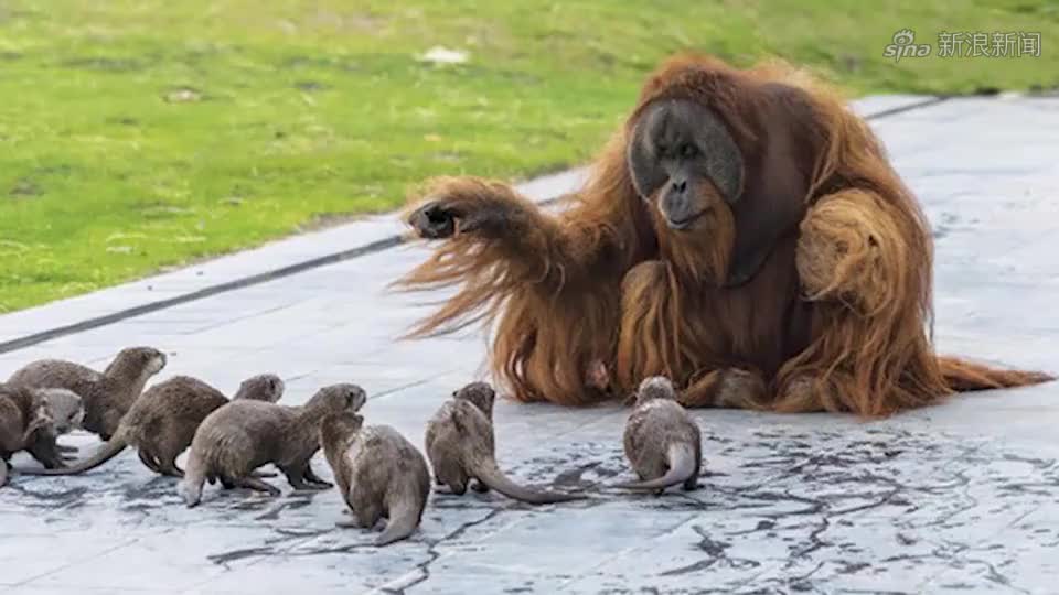 两只猩猩打架,场面无法控制,狮子老虎能受得住它们一拳吗?