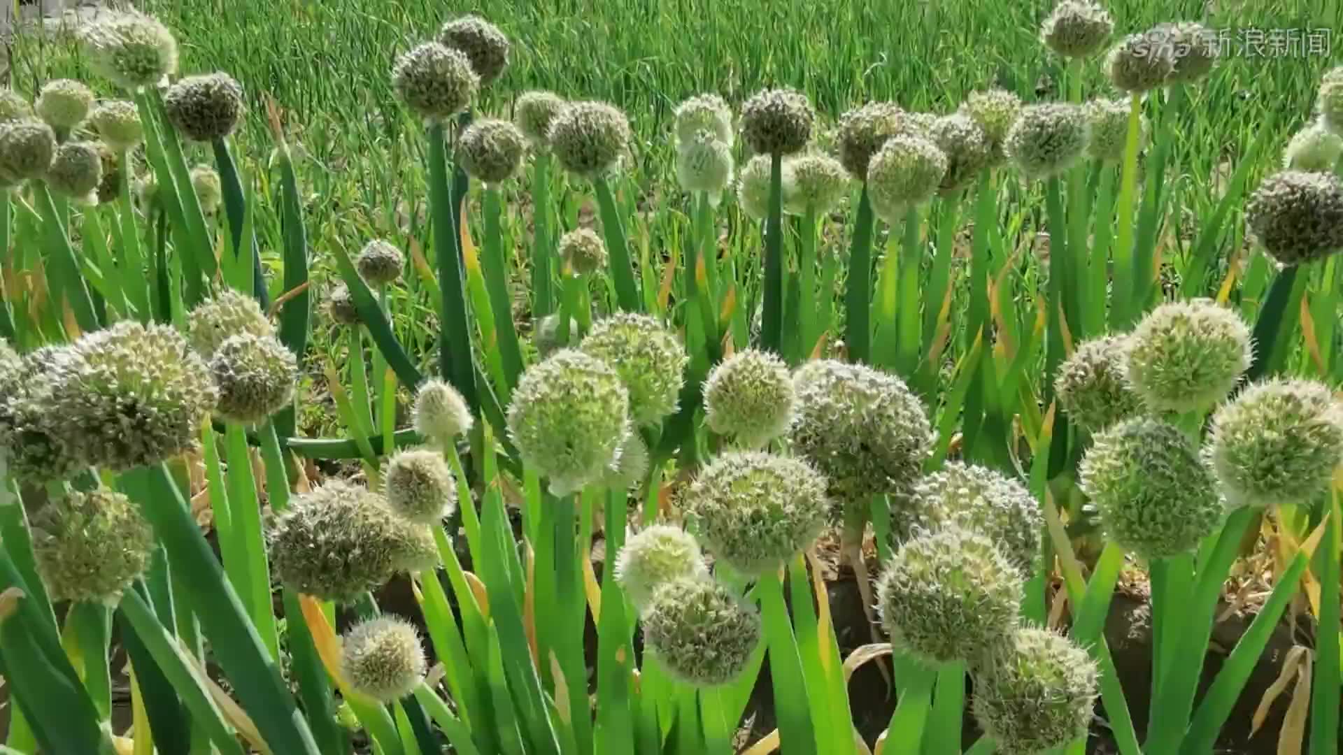 自然生长的苣荬菜,原创视频