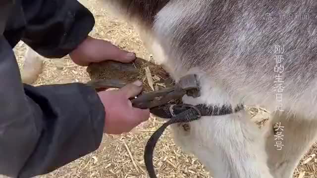 毛驴像穿了高跟鞋,走路跳舞,修完蹄子后恢复正常了,极度舒适.