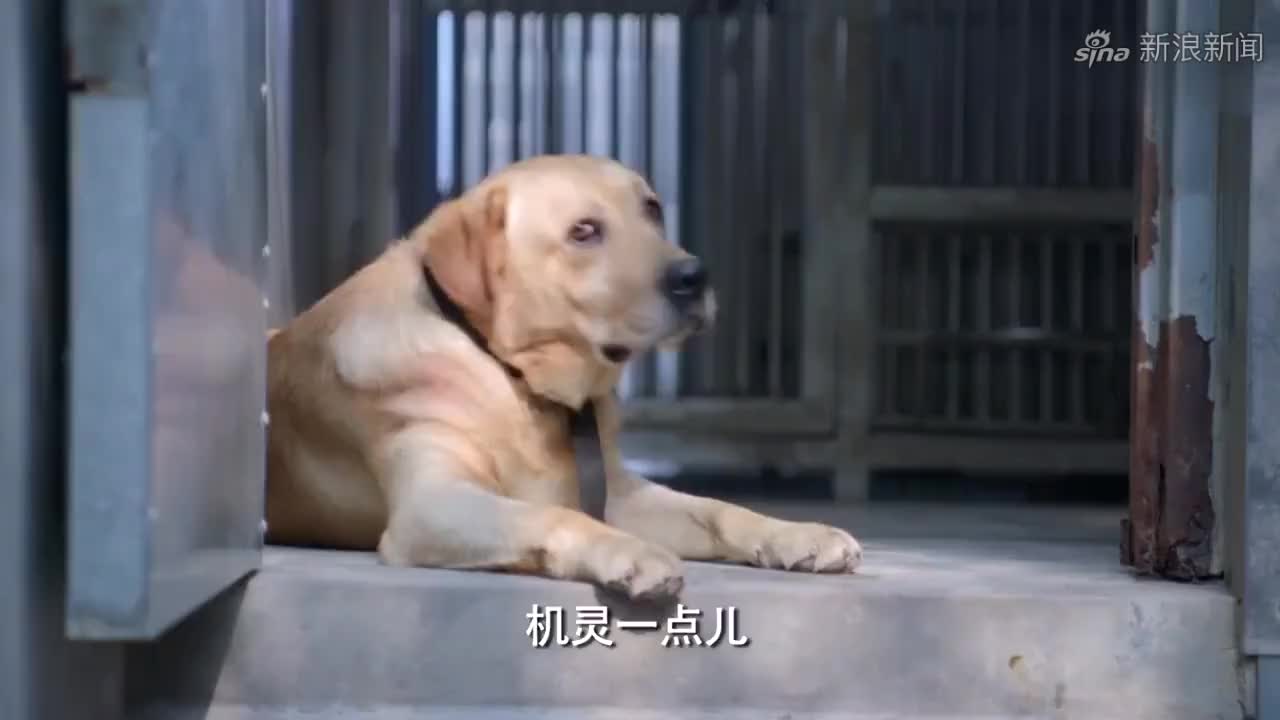 警犬樱桃不吃不喝,竟是嫉妒大饼执行任务,真是小心眼的神犬