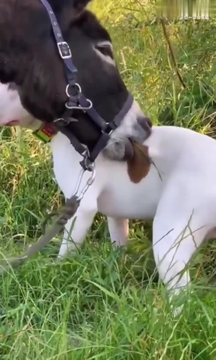 金毛百威在家摆地摊,这回三驴捡到宝了,百威太会做生意了