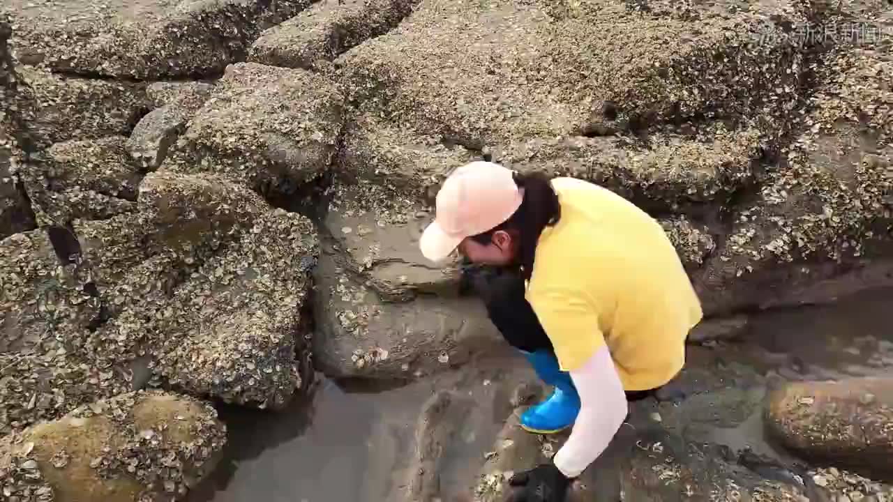早起赶海的鸟儿有虫吃,遇几百一斤值钱货搁浅水塘缝中,乐坏吴嫂