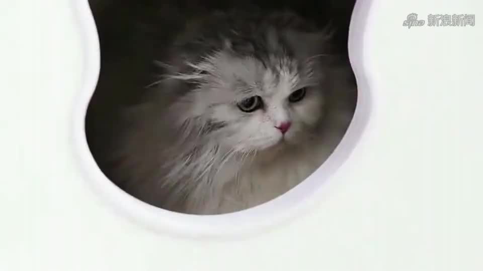 巨猫搞笑新闻网站下载_搞笑新闻合集