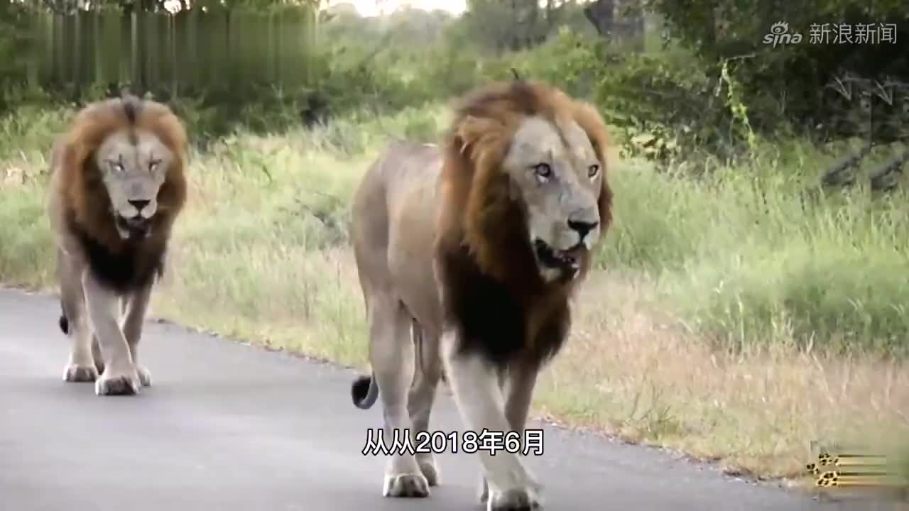 北时尚雄狮联盟:仅存两头雄狮,回顾巅峰期的兄弟内斗,无尽唏嘘