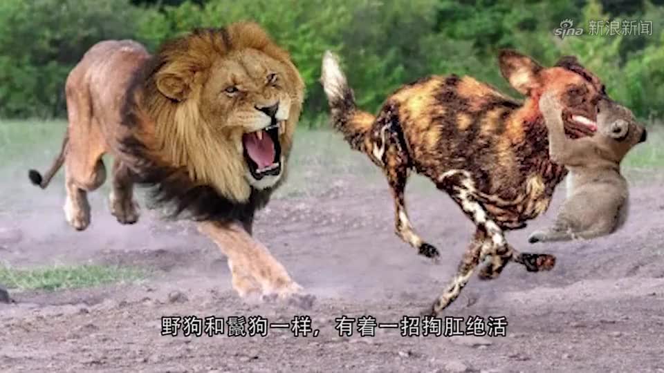镜头记录平头哥vs狮子,太牛了