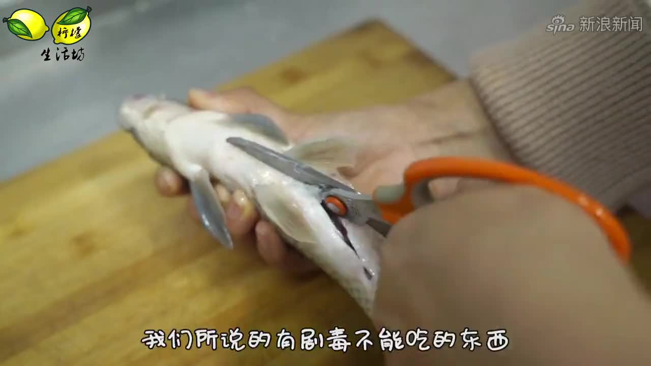 深海霸王鱼被活活吞噬!镜头实拍,巨型章鱼霸气捕食瞬间