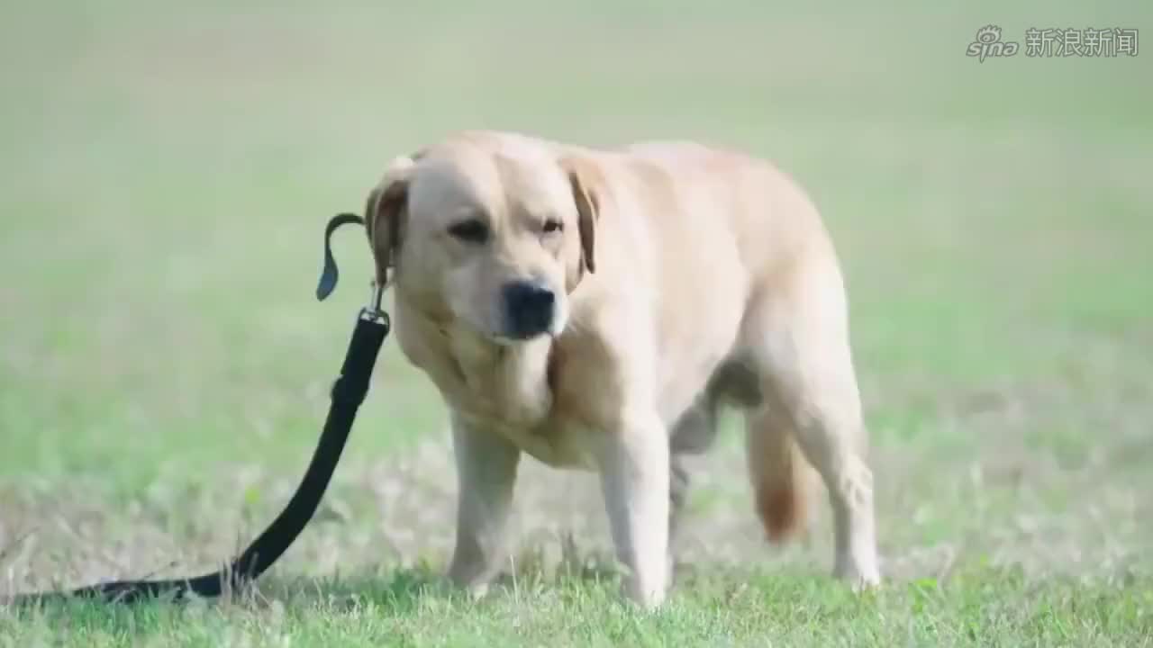 汤浅政明新作《犬王》特报公布,该片由 松本大洋 担任角色设定