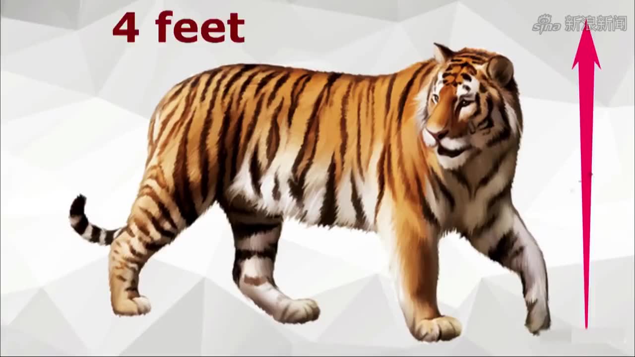 索罗虎vs东北虎,谁才是真正的虎中之王?