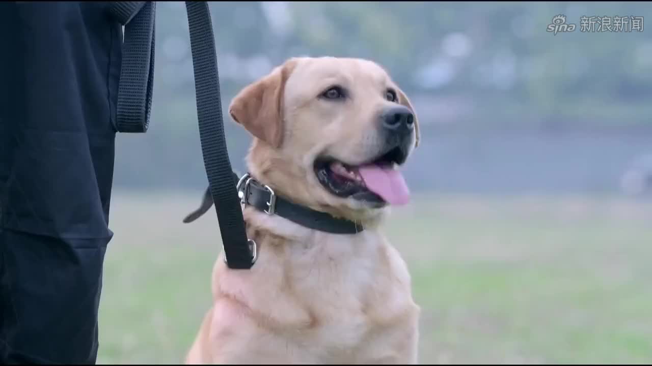 警花与警犬:警花一口流利韩语审犯人,毒枭几句话却把警花气坏了
