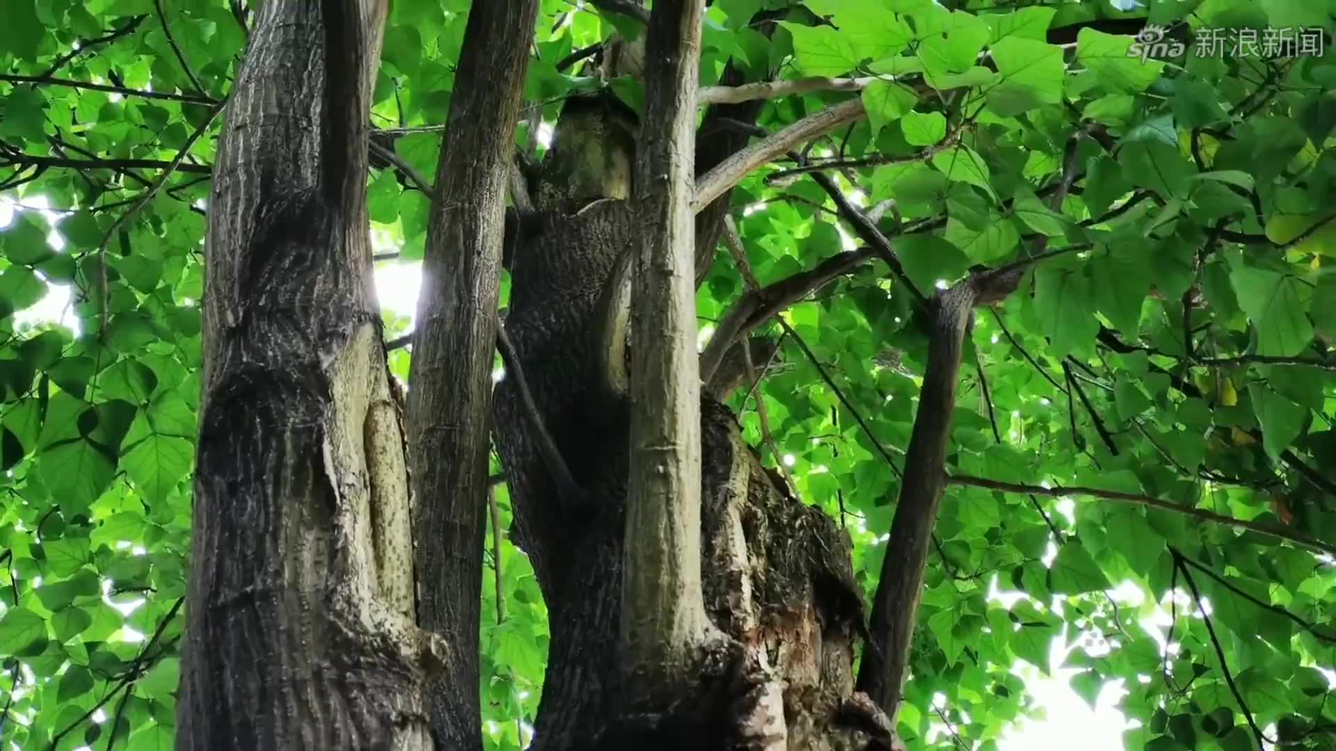 醋溜白菜时先放醋还是先炒白菜厨师长:都不对,难怪炒的不好吃