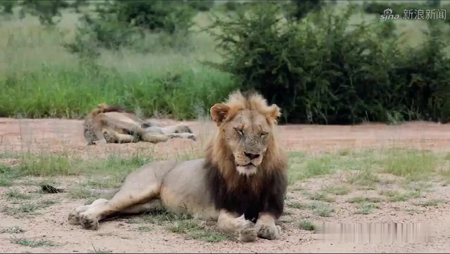 流浪雄狮兄弟疯狂吼叫,这是准备要搞事情了