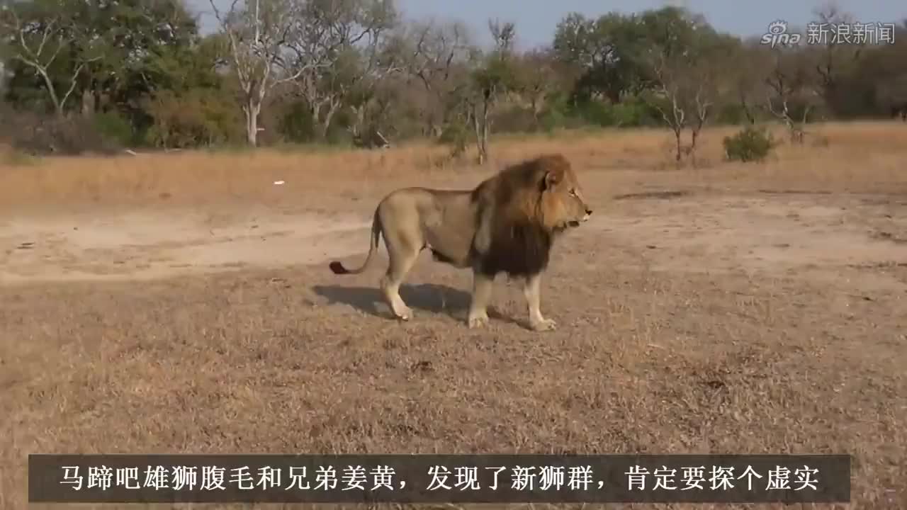 动物世界:刚出生的小狮子