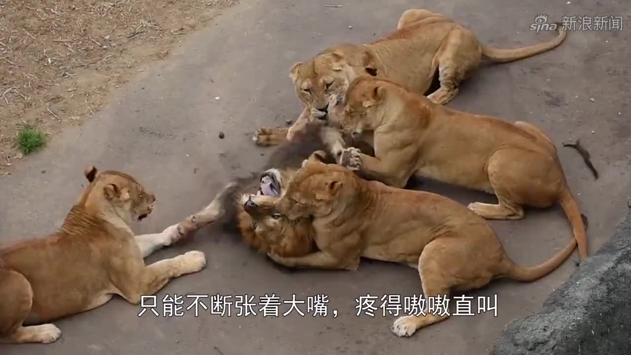 放一只假老虎,在狮子面前会怎样?下一秒雄狮的反应太逗了!