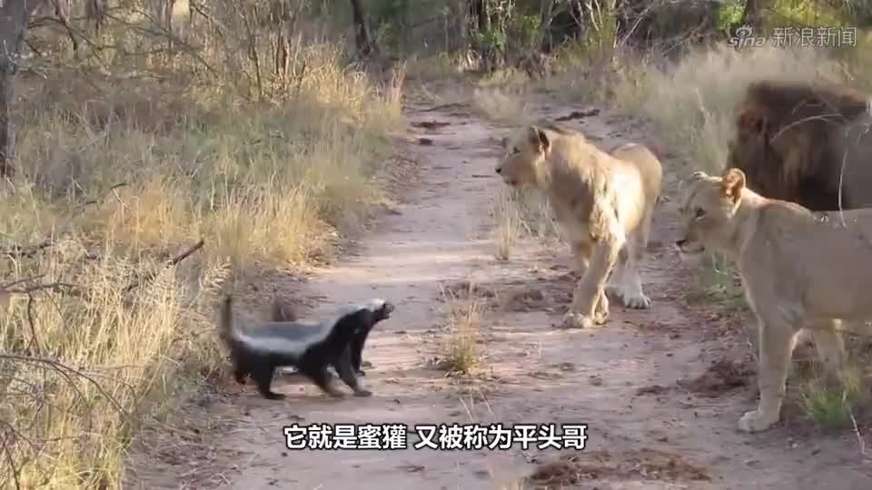 突击手蜜獾:挑战"新模式快乐向前冲"冠军,倒数第一绝境翻盘!