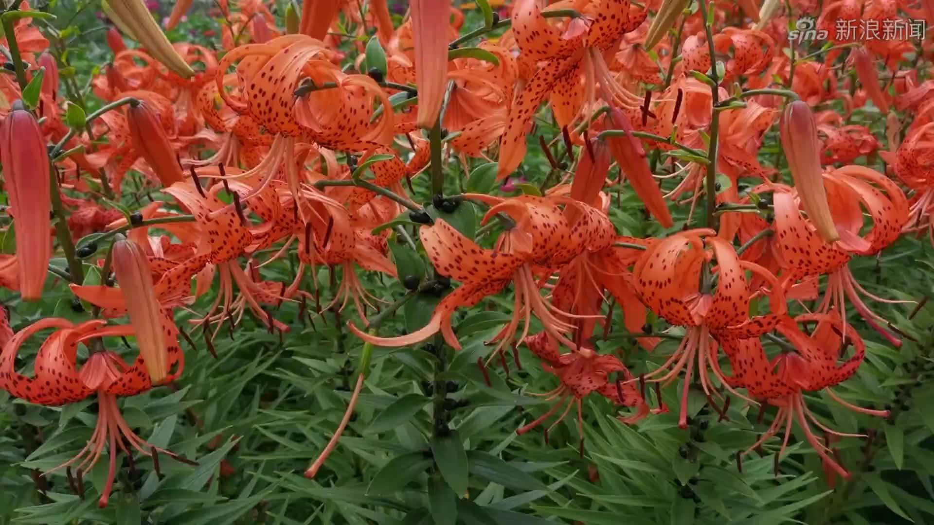 红色萱草花,原创视频