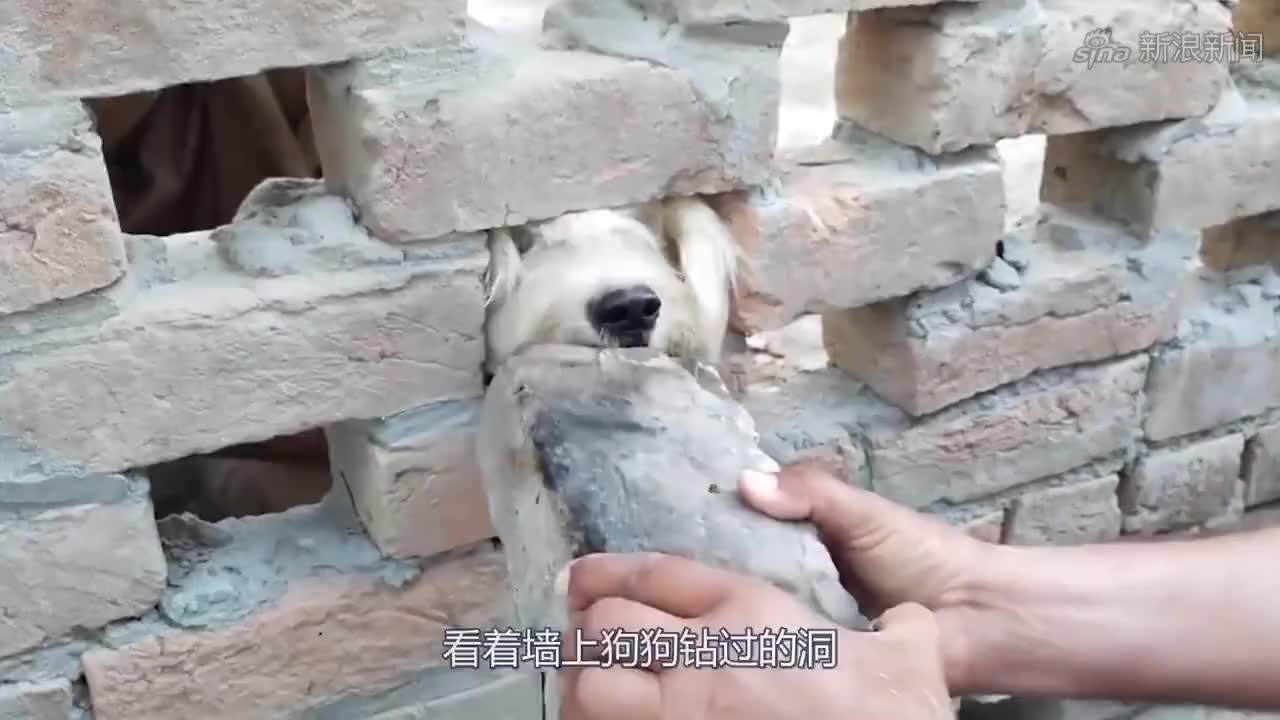 女狗贩子非常厉害,单手就把小狗吊起来,狗狗直接"吓傻了"