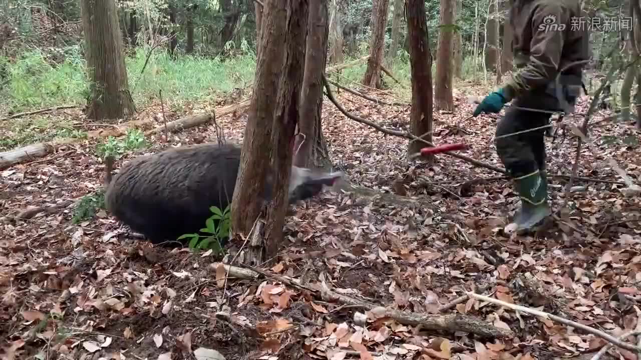 野豬不知自己在陷阱裡覓食,大門重重掉落,豬群的反應十分壯觀