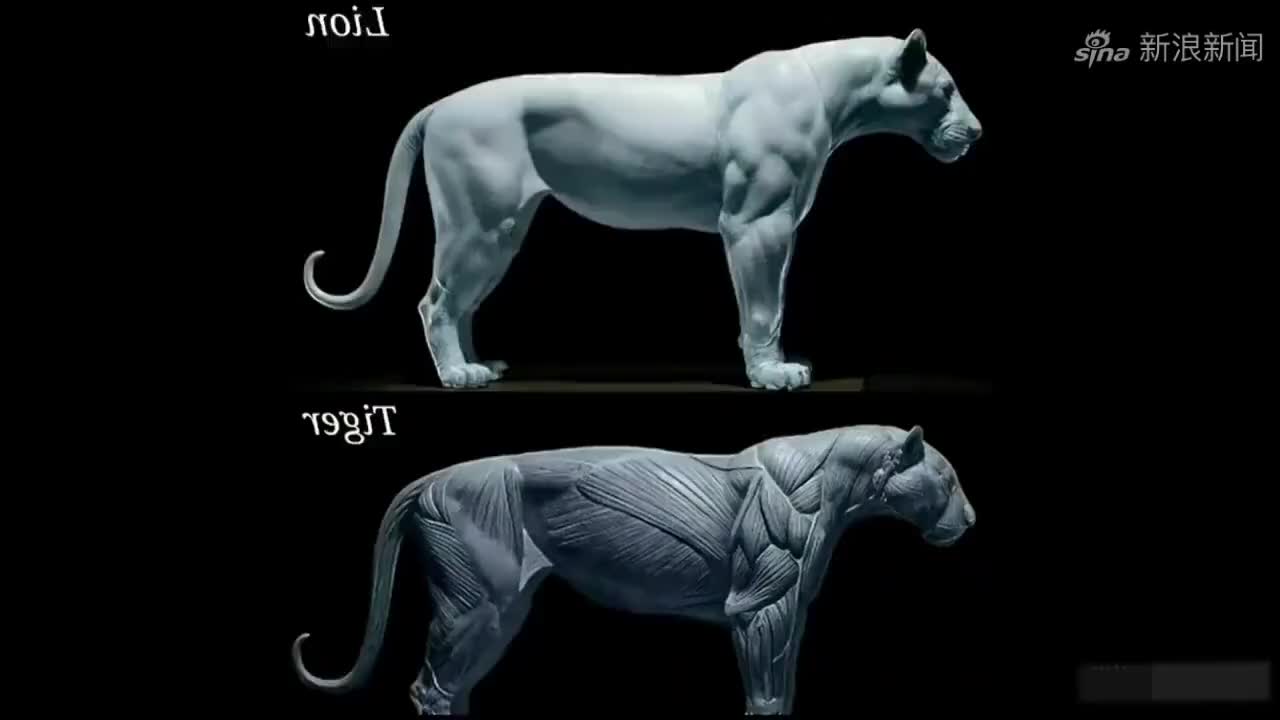 剑齿虎捕猎并不容易,两条利剑一样的牙齿不会轻易使用,它很脆弱