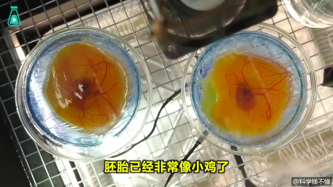 "熟蛋返生孵小鸡"?这个"荒诞"绝不能让它孵熟了!_手机新浪网