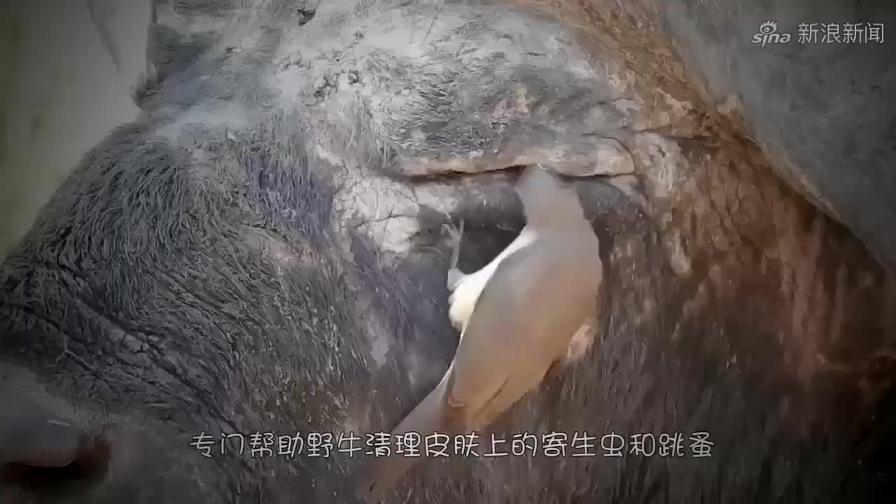 男子拍摄野牛时,发现牛鼻子长出了奇怪的东西,仔细一看长见识了
