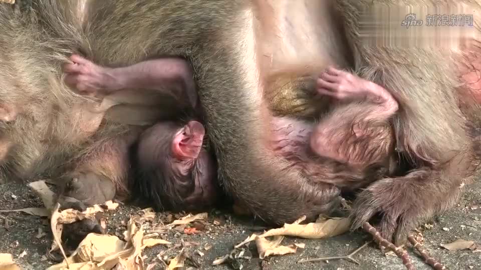 摄影师抓拍高龄母猴分娩后的痛苦,有一种伤痛叫毫无预兆!