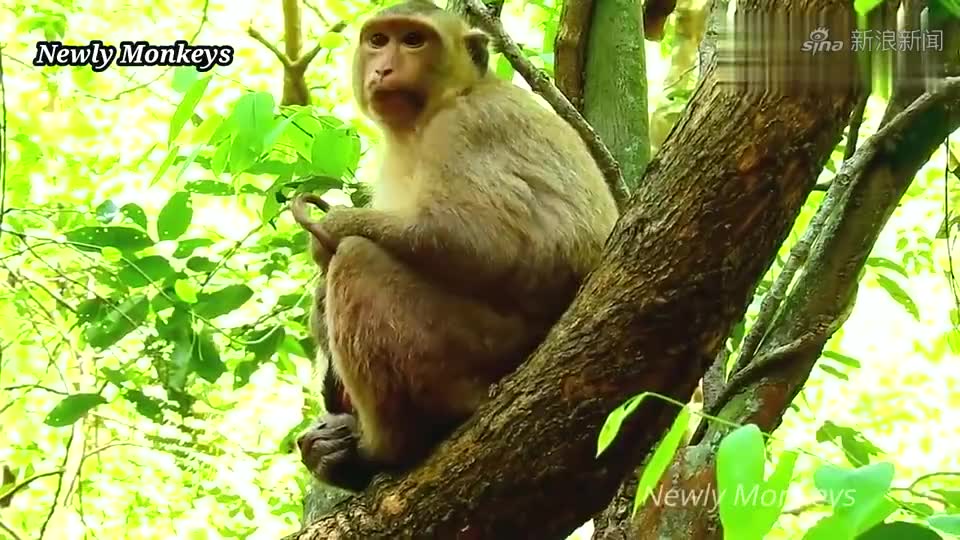 可怜的小猴子被粗心的妈妈带去游泳,差点淹死在深水中!