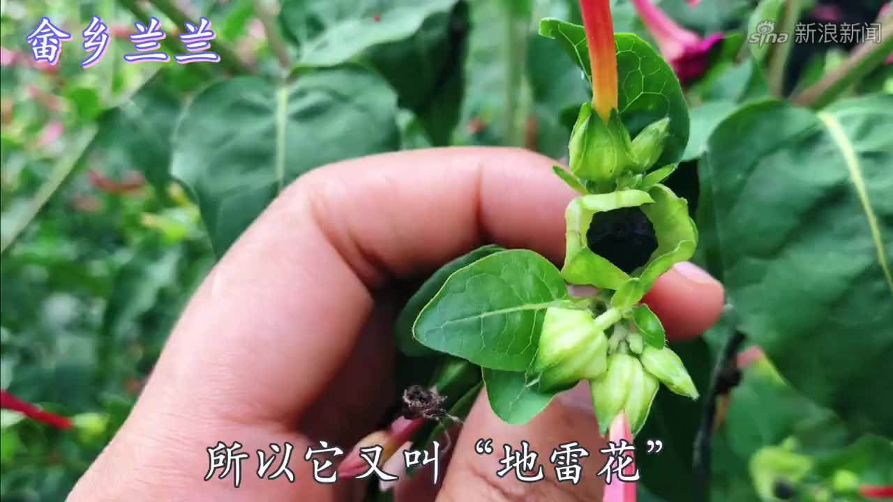 "紫茉莉"又叫胭脂花,煮饭花!叶子和根有妙用,难怪大家喜欢种