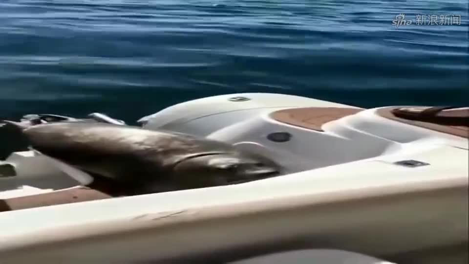 利刃出击:虎鲸一再打电话,怎料魔影直接挂断