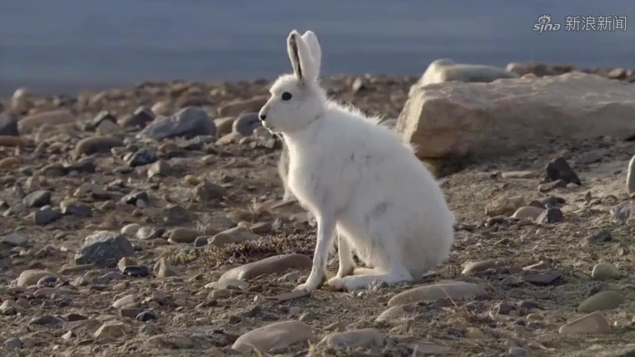 北极兔站起来的样子(前方高能——)