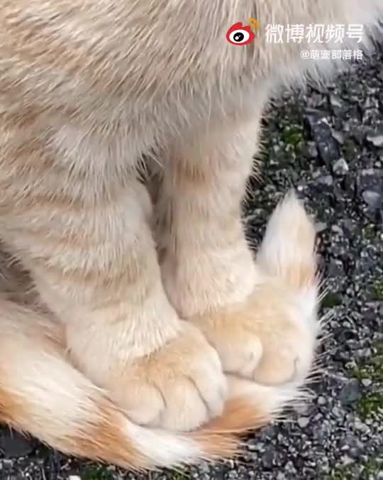 小宝宝饿馋了,居然抓起猫尾巴啃起来了,太逗了