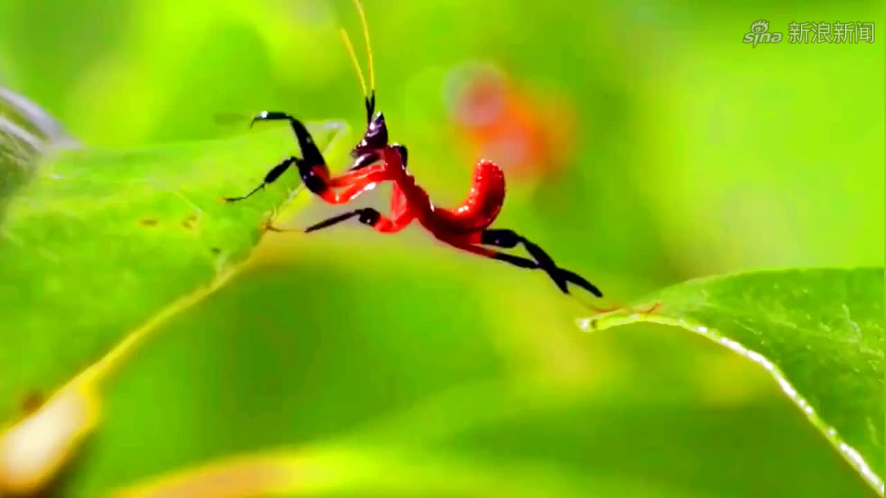 大家遇到了螳螂兽,还好星成找到了出口,通过了试炼!