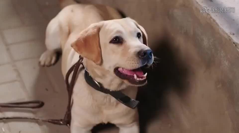 警花与警犬:姝寒带警犬进饭馆吃饭,菜上齐后,樱桃狂叫示警