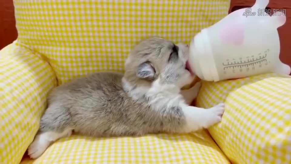 小奶猫用奶瓶喝不出奶,着急的拿爪爪狂抓,性子太急了