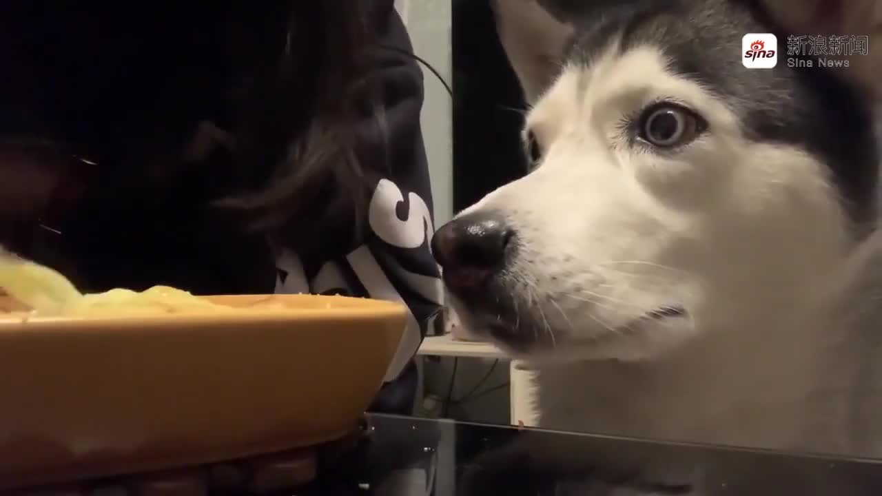 别的二哈都打不还手骂不还口,只有这只话痨二哈,天天跟主人顶嘴