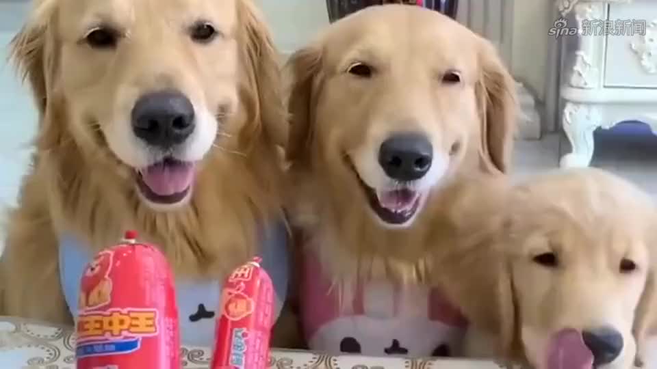 主人把香肠固定在金毛狗鼻子上,这比不给吃的还折磨