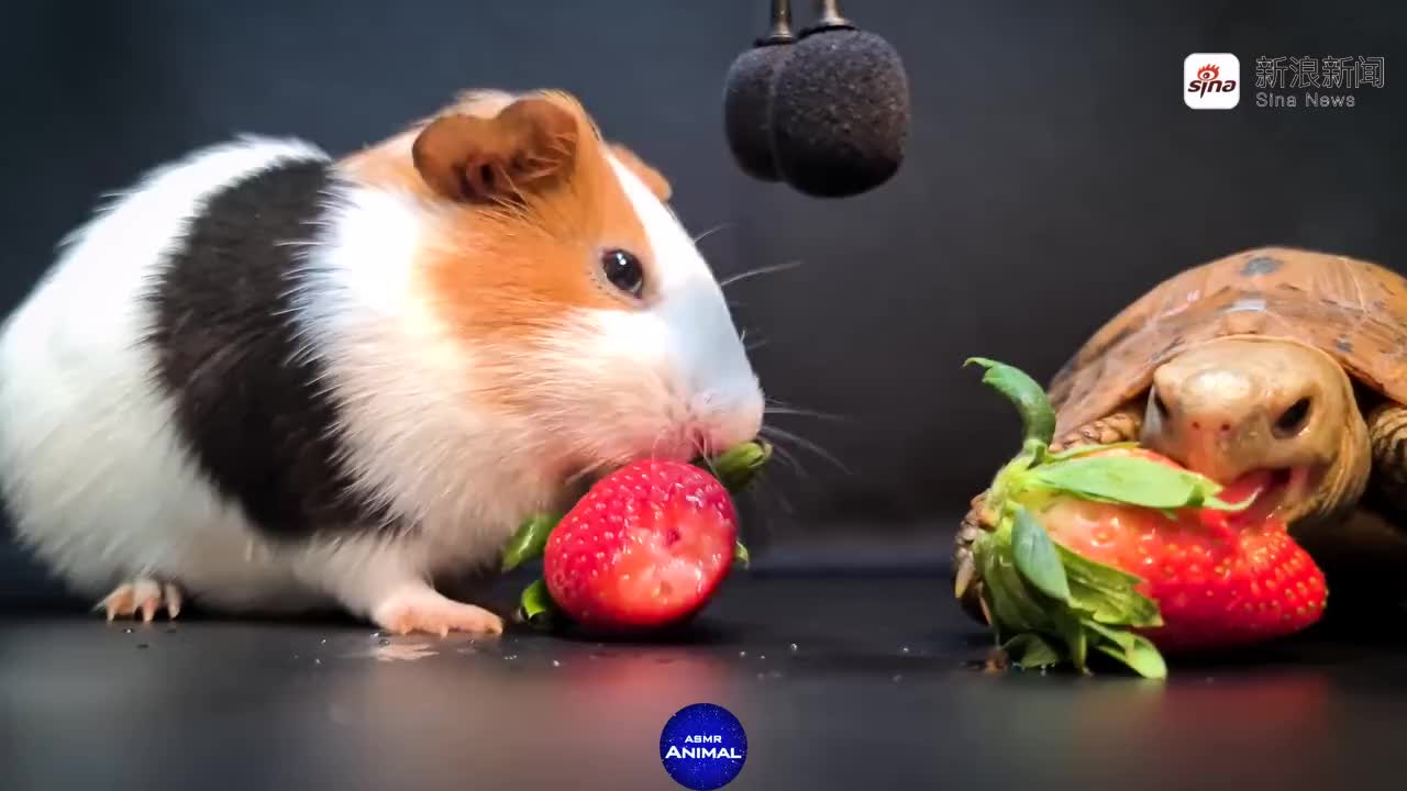 豚鼠还是很可爱的,尤其是吃东西时