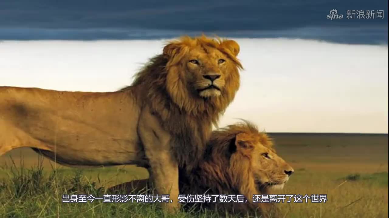 狮王卡里,诺迟联盟私人解说(第二章:独守阵地,邂逅红颜)
