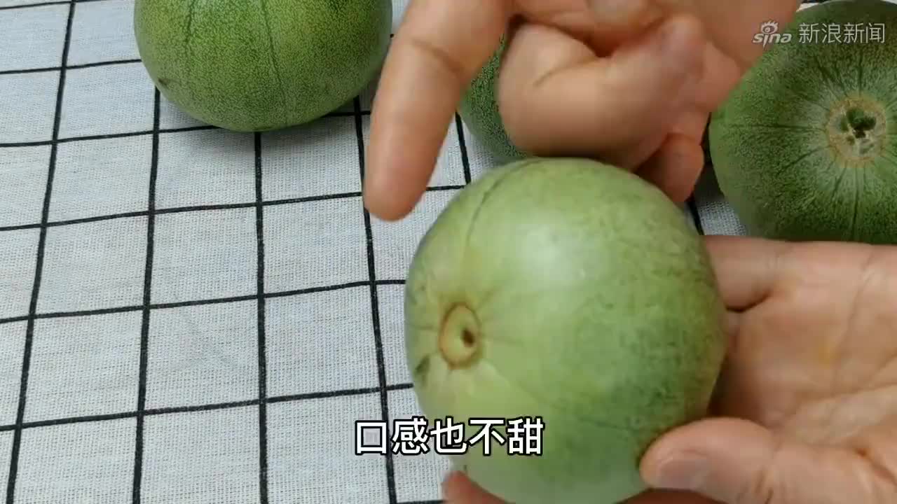 甜瓜试探步教做人,单打能力太强啦!