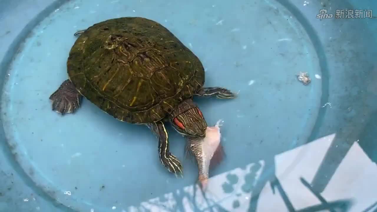 小巴西龟喜欢吃鱼吗小乌龟的牙齿咬合力能一口把鱼咬不动了!