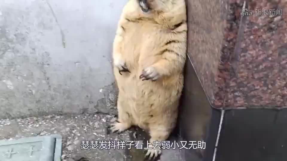 俩小孩将土拨鼠逼到墙角,土拨鼠吓得瑟瑟发抖,镜头记录全过程
