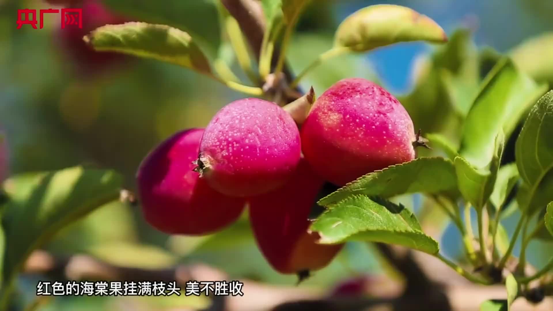 新疆呼图壁:香妃海棠果陆续成熟