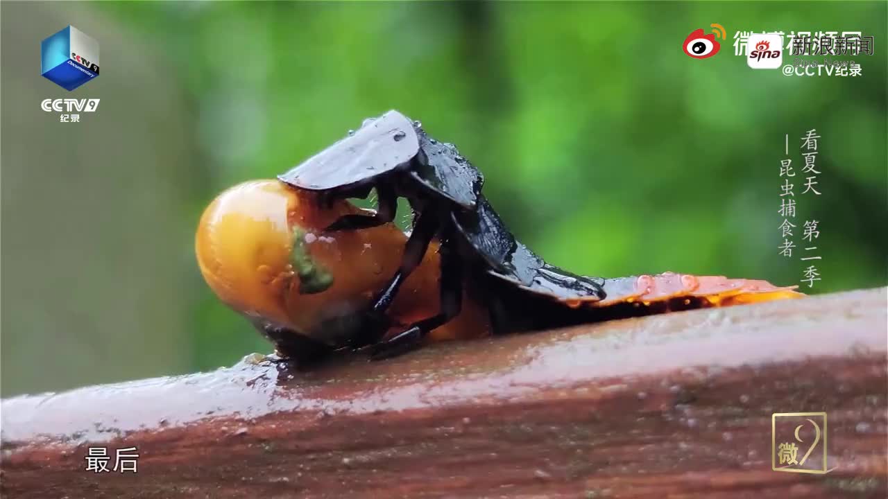 昆虫的隐秘世界:萤火虫捕杀蜗牛