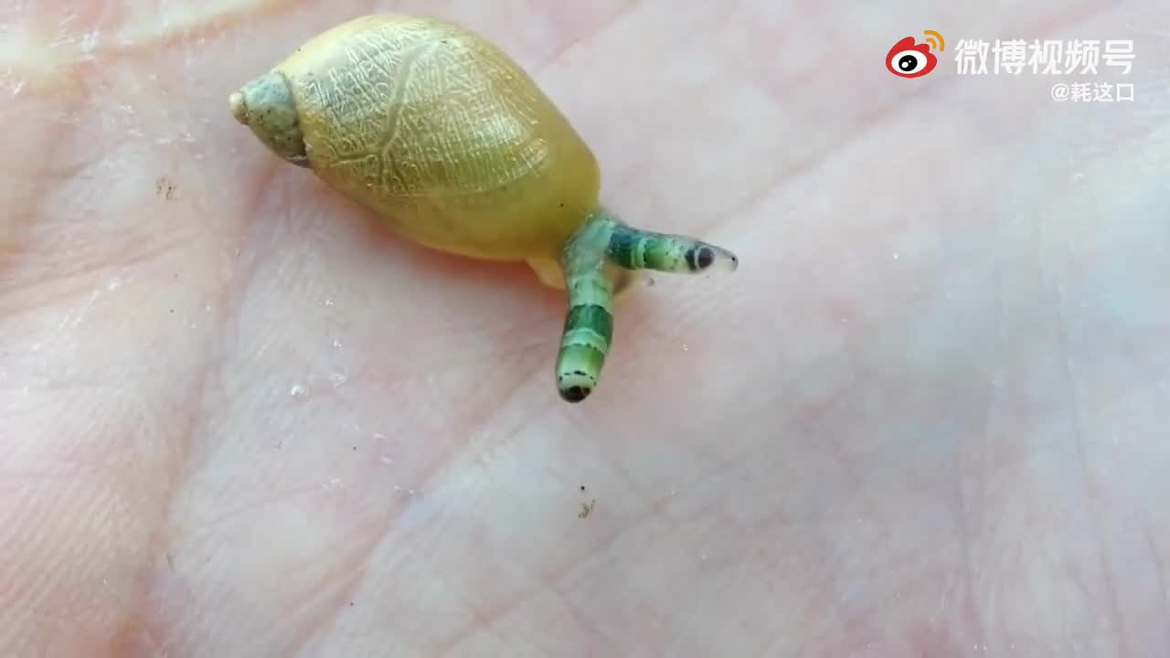被双盘吸虫寄生的蜗牛,当它寄生到蜗牛身体里后,会爬上触角