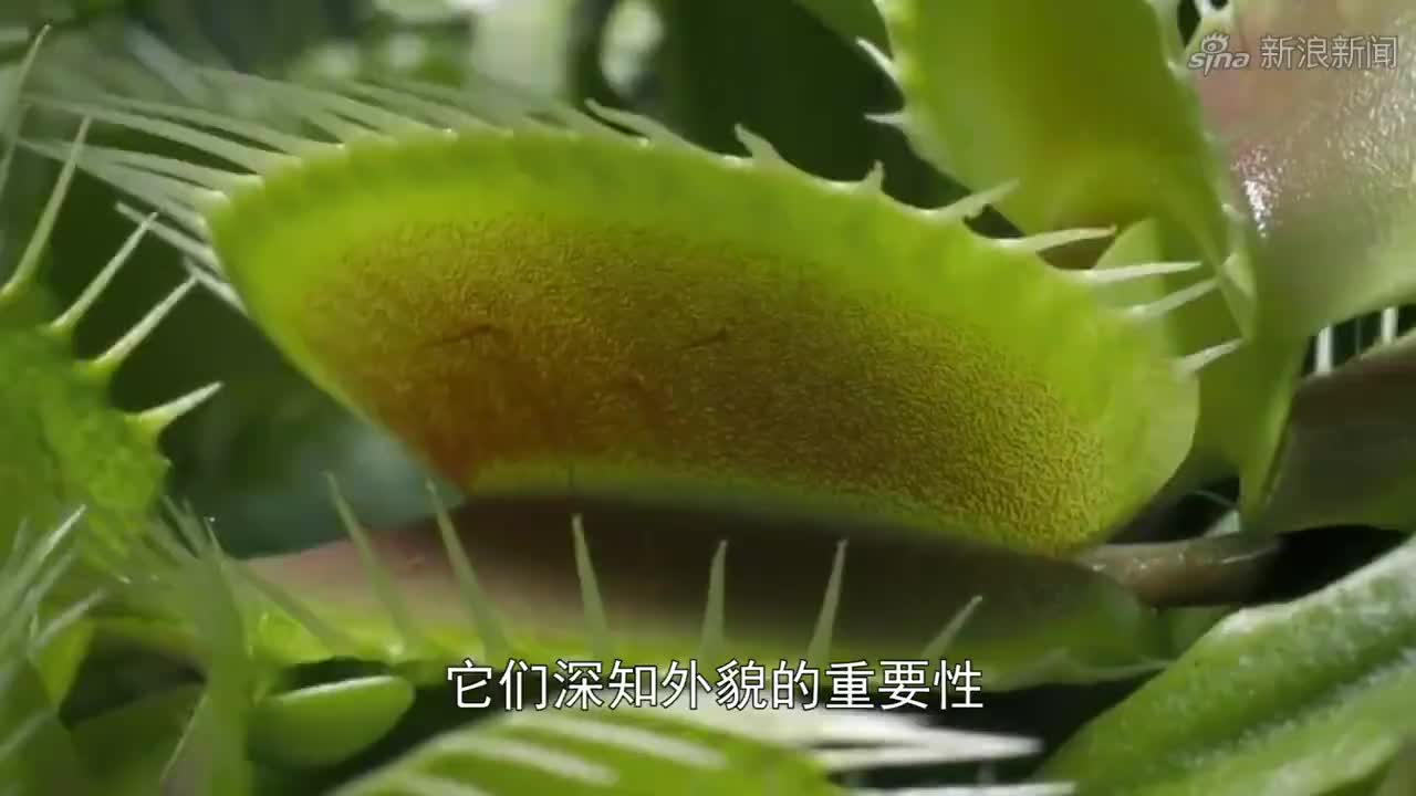 男子调皮喂食捕蝇草,结果手指被咬,报复的方式太搞笑了!