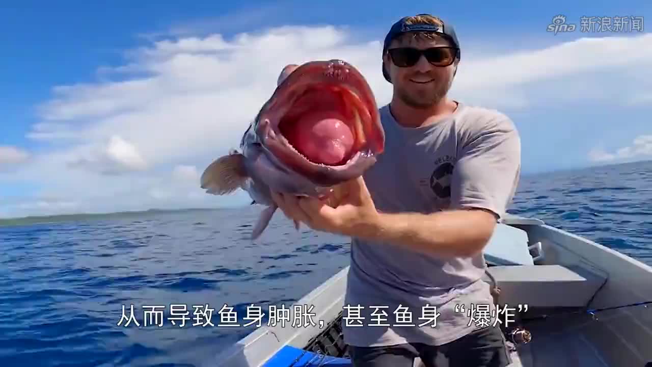 深海鱼一旦被捕上岸,必须"来上一针",否则立马"爆炸"!