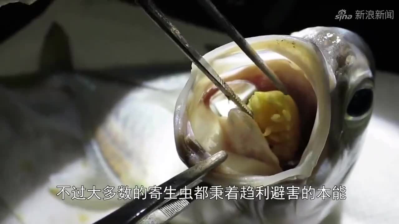 牛儿腹胀如球,兽医看后直接扎腹"放气":这比吃药管用!