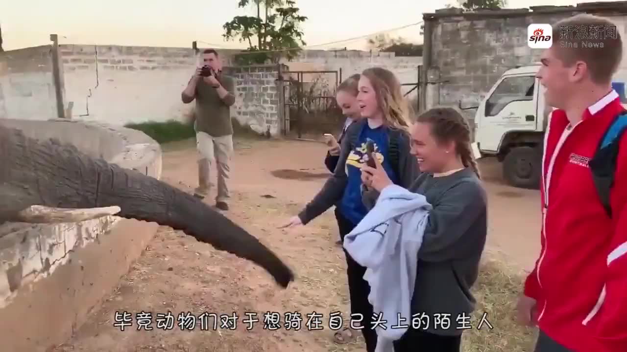 大叔按喇叭激怒大象!接下来大叔可就惨了,最后简直欲哭无泪